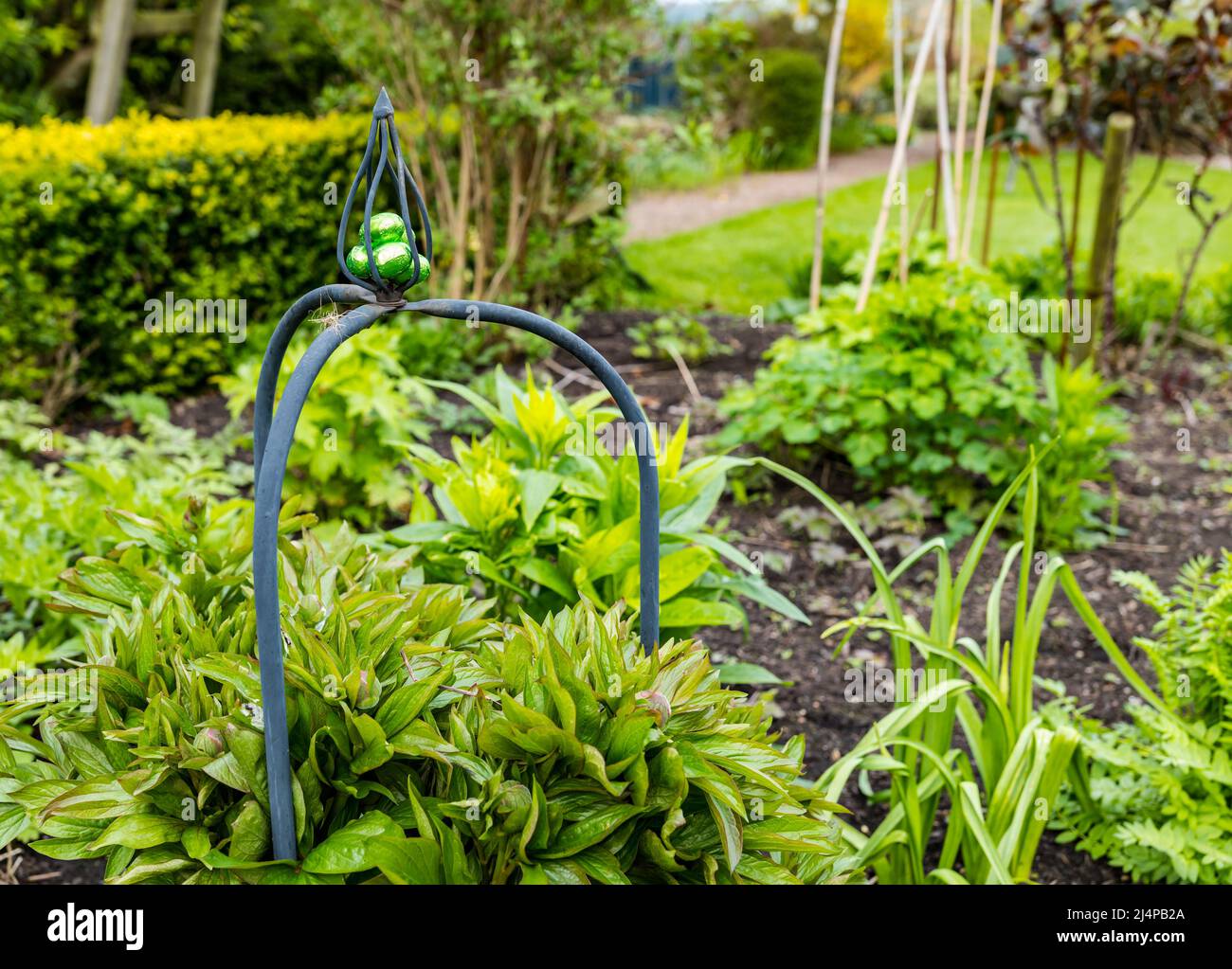 Chocolat oeuf de Pâques dans le jardin parterre à fleurs pour la chasse aux oeufs de Pâques, heure de Pâques, Royaume-Uni Banque D'Images