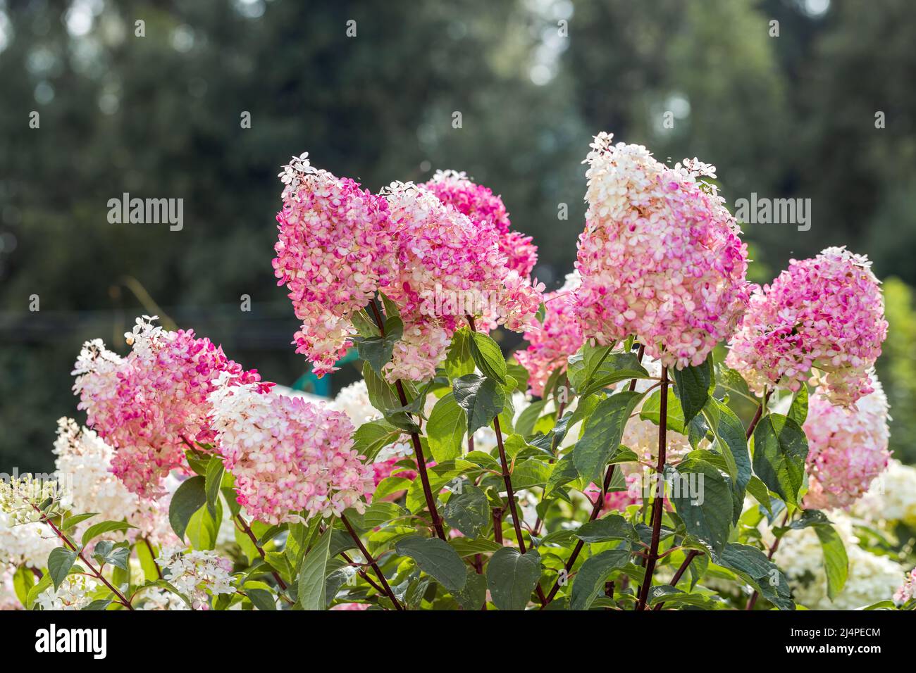Hydrangea paniculata Vanille Faise sur une tige Banque D'Images