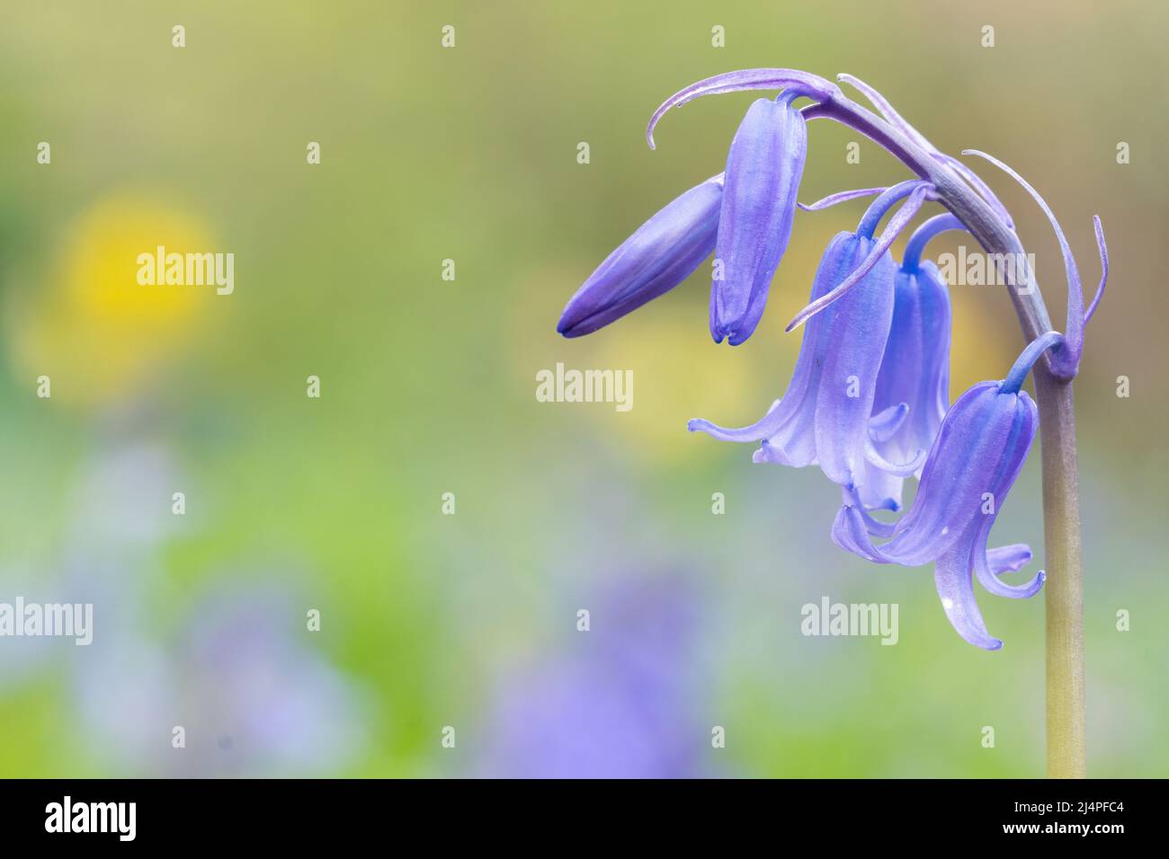 Bluebells dans le vieux cimetière de Southampton Banque D'Images