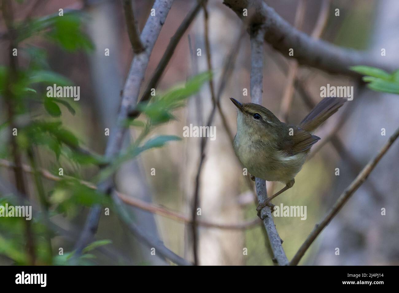 Paruline de brousse japonaise (Horornis diphone) dans la végétation à Kanagawa, Japon. Banque D'Images