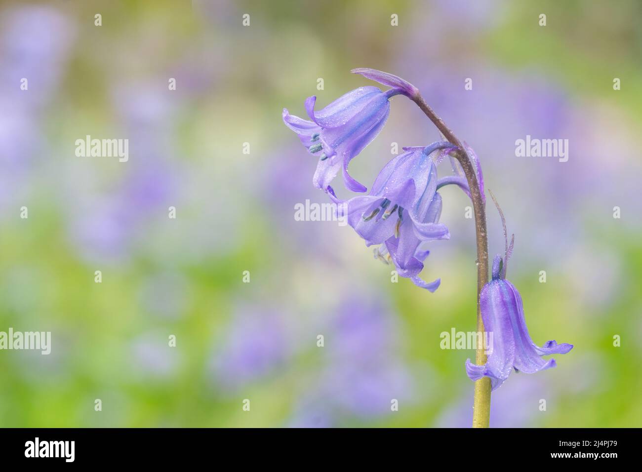 Bluebells dans le vieux cimetière de Southampton Banque D'Images