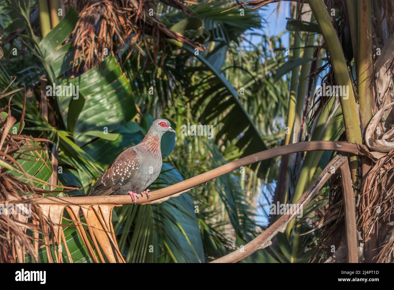 Pigeon moucheté (Columba Guinée) reposant dans un arbre, le Cap Banque D'Images