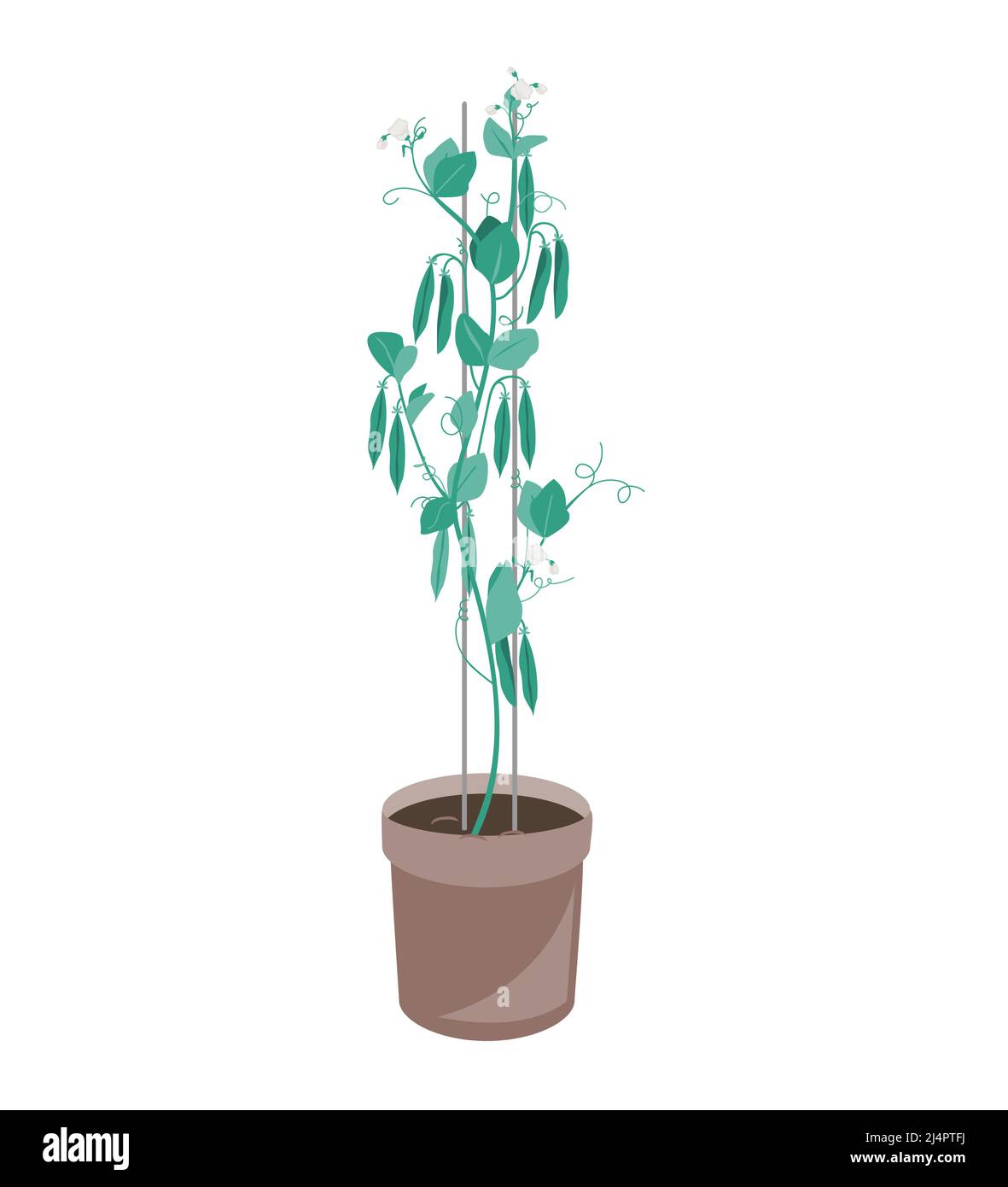 Plante de pois verts dans un pot de fleur. Illustration vectorielle isolée sur blanc Illustration de Vecteur