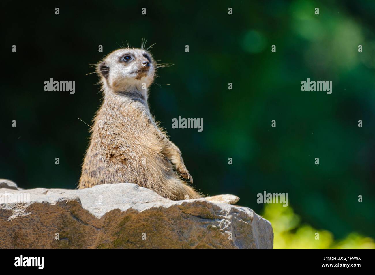 Meerkat ou suricate (Suricata suricata) surveille le ciel pour les prédateurs. Banque D'Images