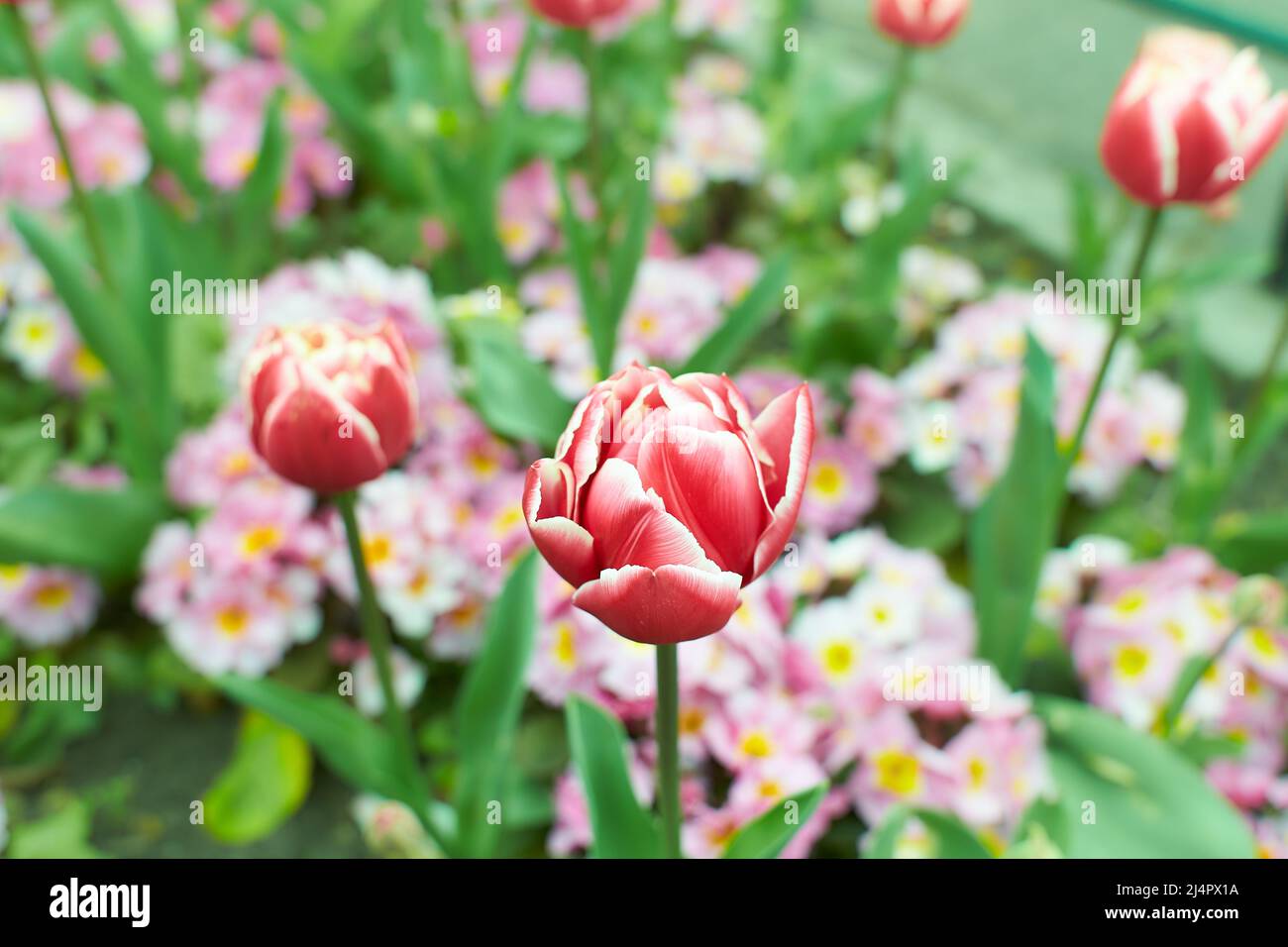Des tulipes roses vives, rouges avec des feuilles vertes fleurissent dans un jardin en un jour de printemps, un magnifique fond floral extérieur photographié avec une mise au point douce. Banque D'Images