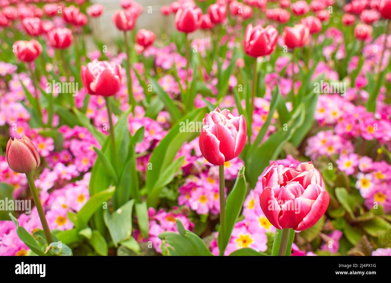 Des tulipes roses vives, rouges avec des feuilles vertes fleurissent dans un jardin en un jour de printemps, un magnifique fond floral extérieur photographié avec une mise au point douce. Banque D'Images