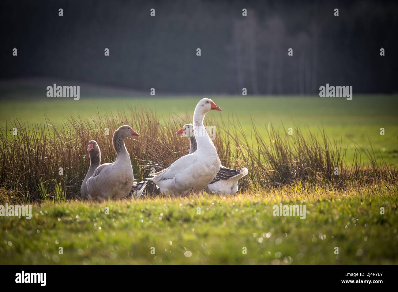 Troupeau d'oies, famille des oies de la race 'Österreichische Landgans', une espèce d'oies en voie de disparition originaire d'Autriche Banque D'Images