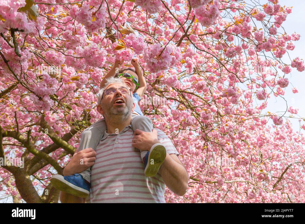 Birmingham, Royaume-Uni. 17th avril 2022. Isaac Stanford, trois ans, se trouve sur les épaules du père Simon pour se rapprocher de la fleur d'arbre rose dans son parc local de Birmingham, au Royaume-Uni. Crédit : Peter Lophan/Alay Live News Banque D'Images