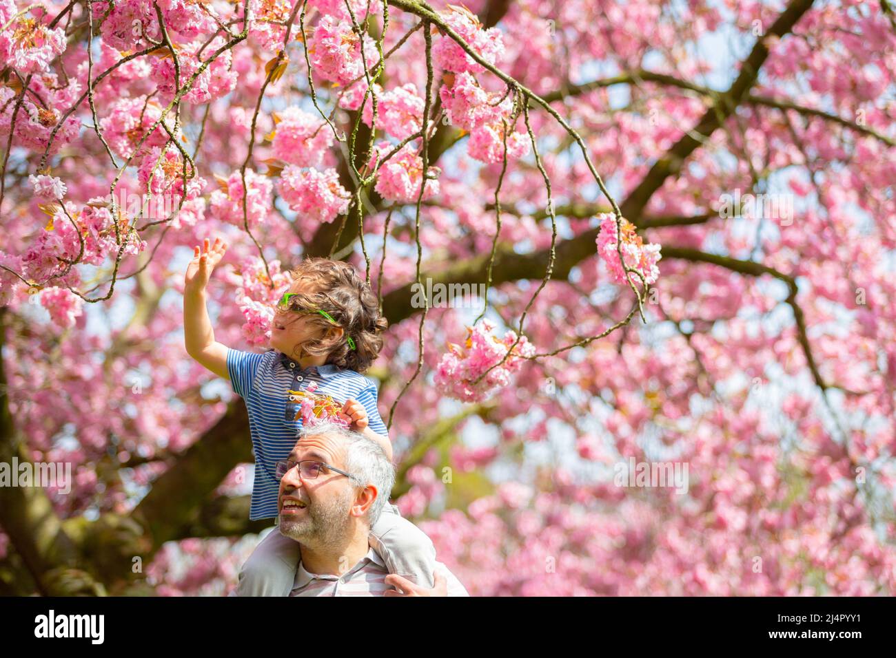 Birmingham, Royaume-Uni. 17th avril 2022. Isaac Stanford, trois ans, se trouve sur les épaules du père Simon pour se rapprocher de la fleur d'arbre rose dans son parc local de Birmingham, au Royaume-Uni. Crédit : Peter Lophan/Alay Live News Banque D'Images