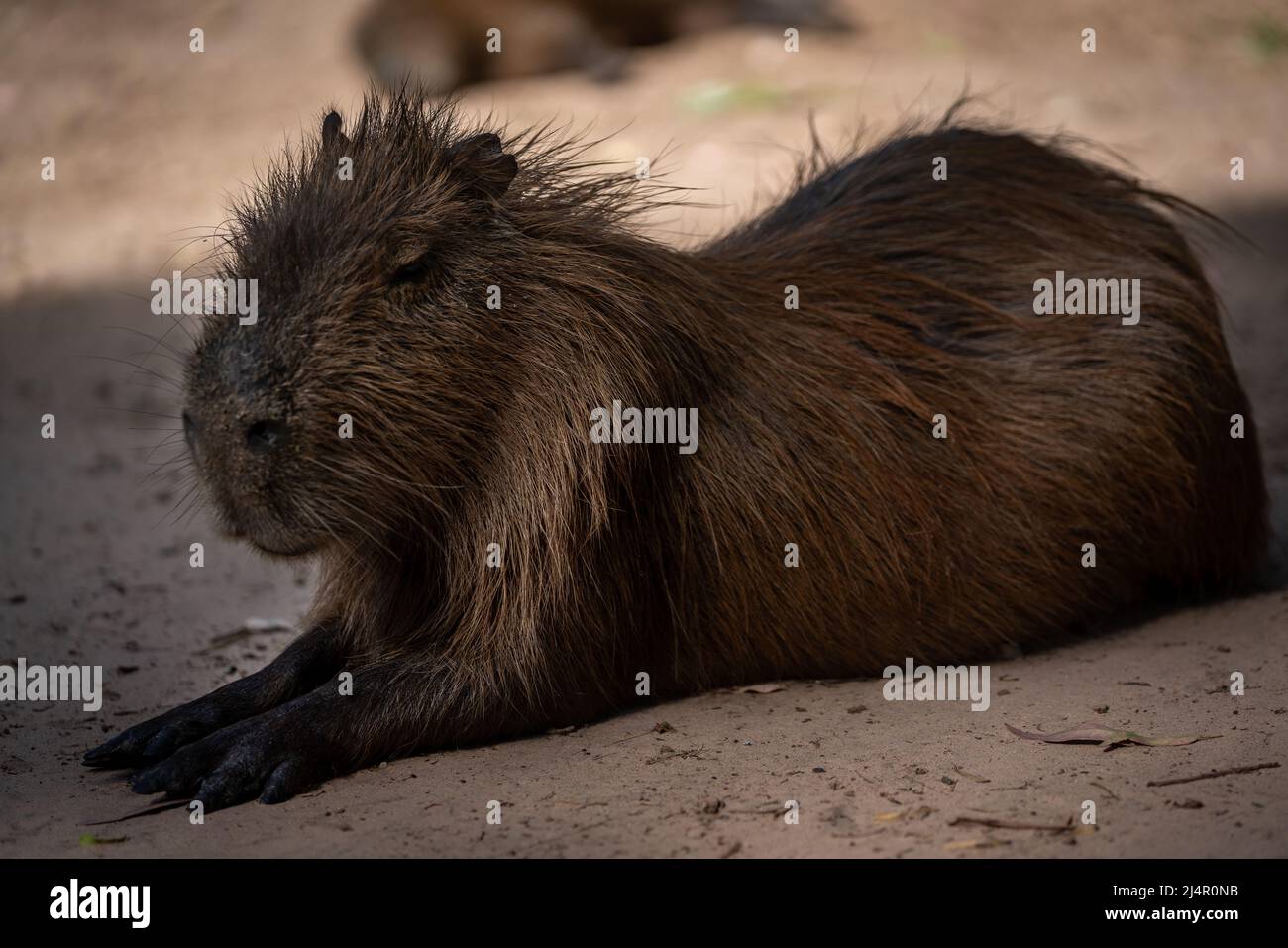 Capybara, capybara ou 'Carpincho', rongeur américain dans son état naturel  Photo Stock - Alamy