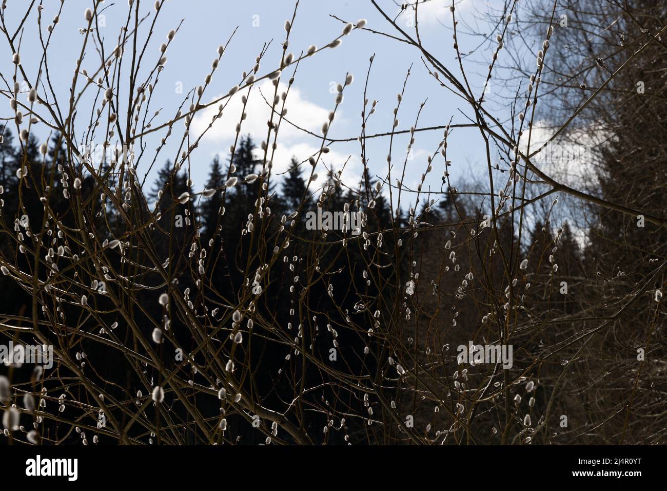 Des bourgeons de saule moelleux dans le contraste de la lumière du soleil sur le fond de la forêt Banque D'Images