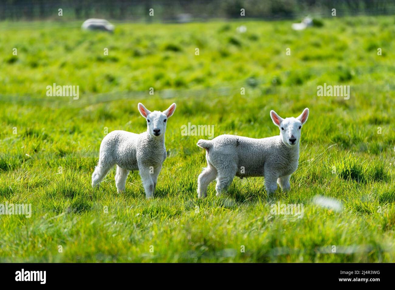 Agneaux de printemps de nouveau-né profitant du soleil de printemps dans la campagne du Suffolk Banque D'Images