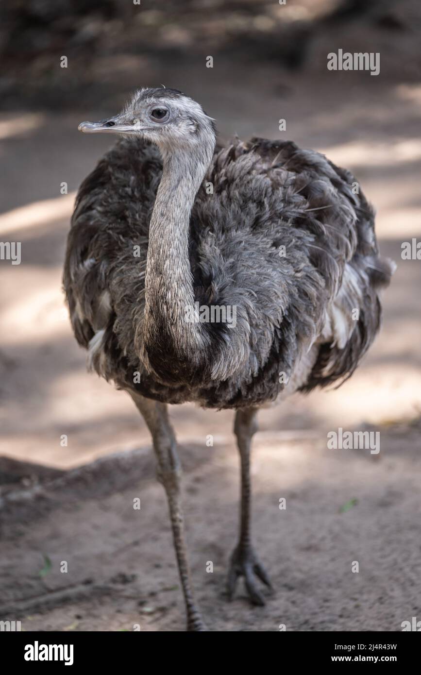 Le nandou commun 'Ñandú' ou pampas choique (Rhea americana) est une espèce d'oiseau de la famille des Rheidae. Il se trouve exclusivement en Amérique du Sud. Altho Banque D'Images