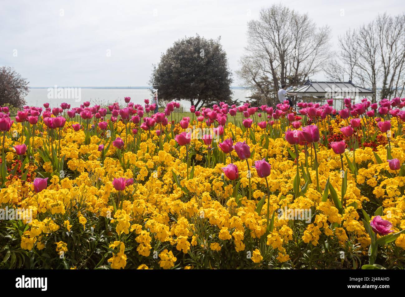 Southend-on-Sea, Royaume-Uni. 17th avril 2022. Fleurs de saison en fleur. Malgré une brise fraîche 18c apporte une journée chargée sur le front de mer pour le dimanche de Pâques aux attractions de bord de mer de Southend. Penelope Barritt/Alamy Live News Banque D'Images