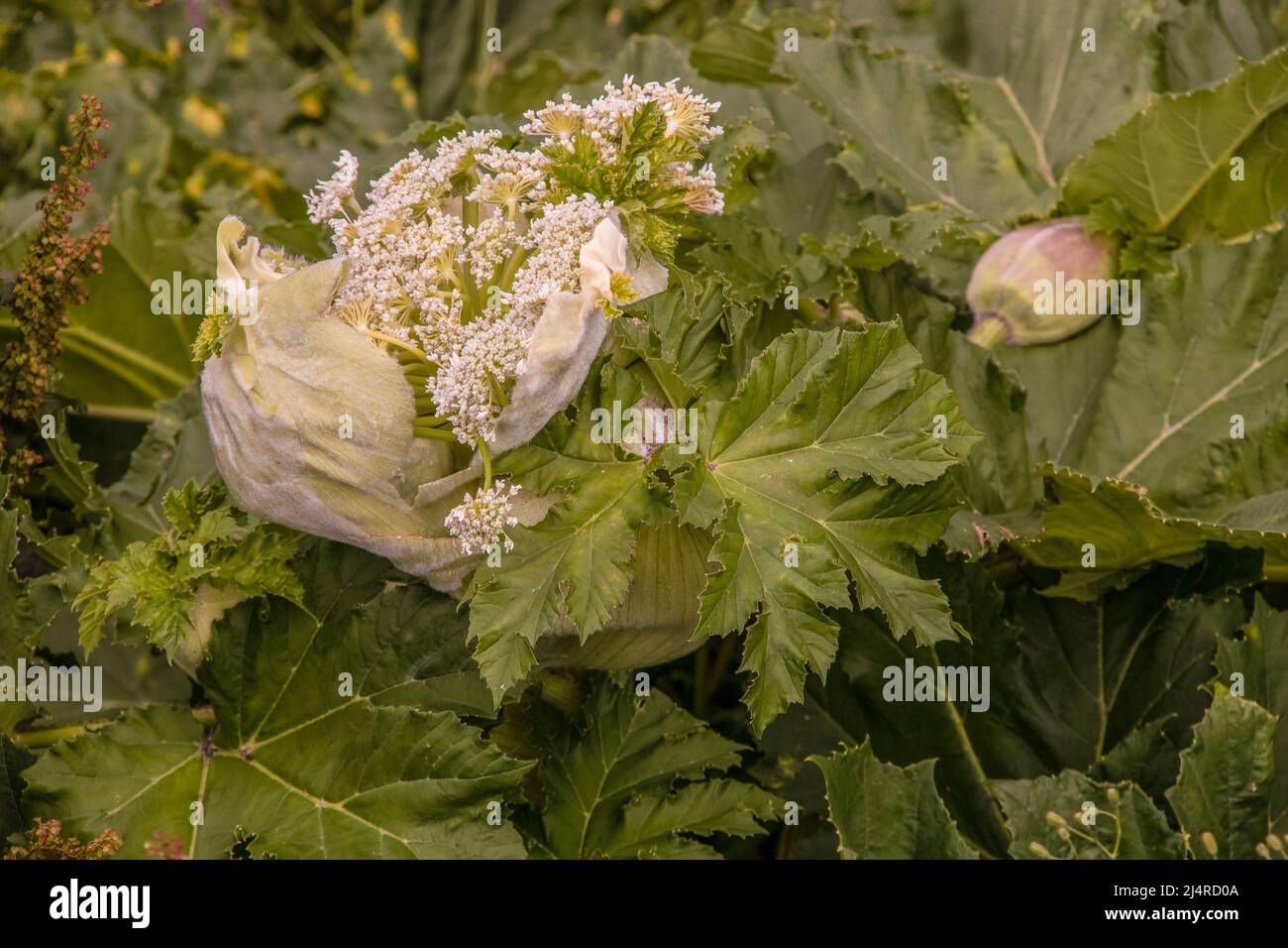 Belle mais toxique fleur sauvage émergeant de sa gousse sur les pentes des montagnes du Caucase - Heracleum mantegazzianum ou higoweed géant de la famille des carottes Banque D'Images