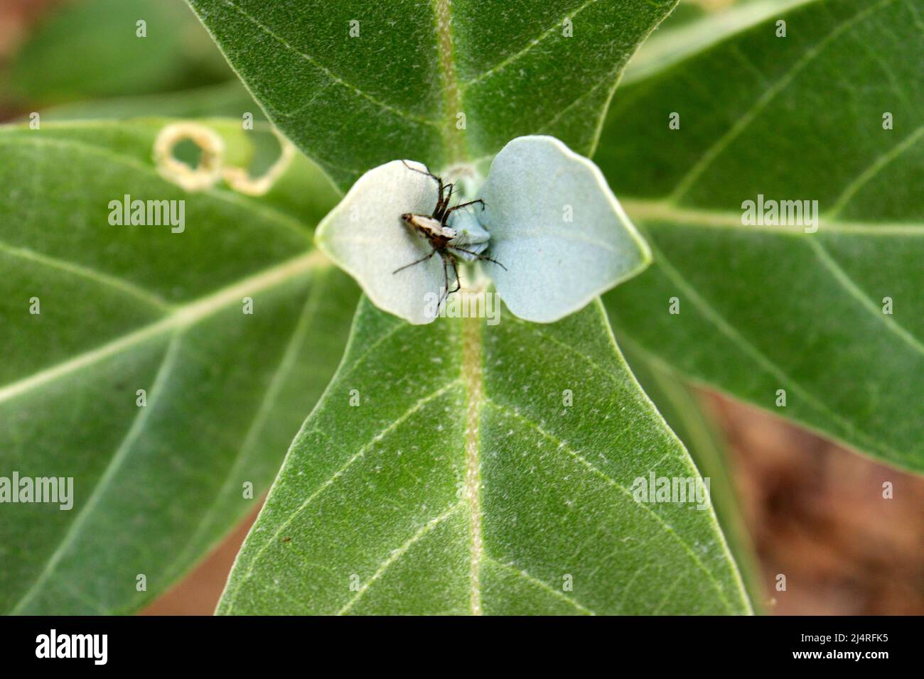 Indiana Herbalife Calotropis procera(Wikipedia Calotropis gigantea ) feuille d'épinette Banque D'Images