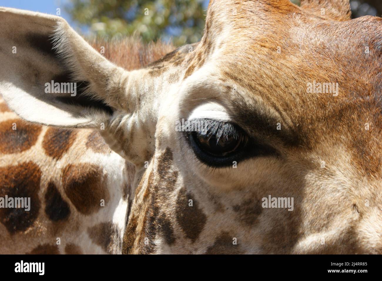 Oeil de girafe Banque D'Images