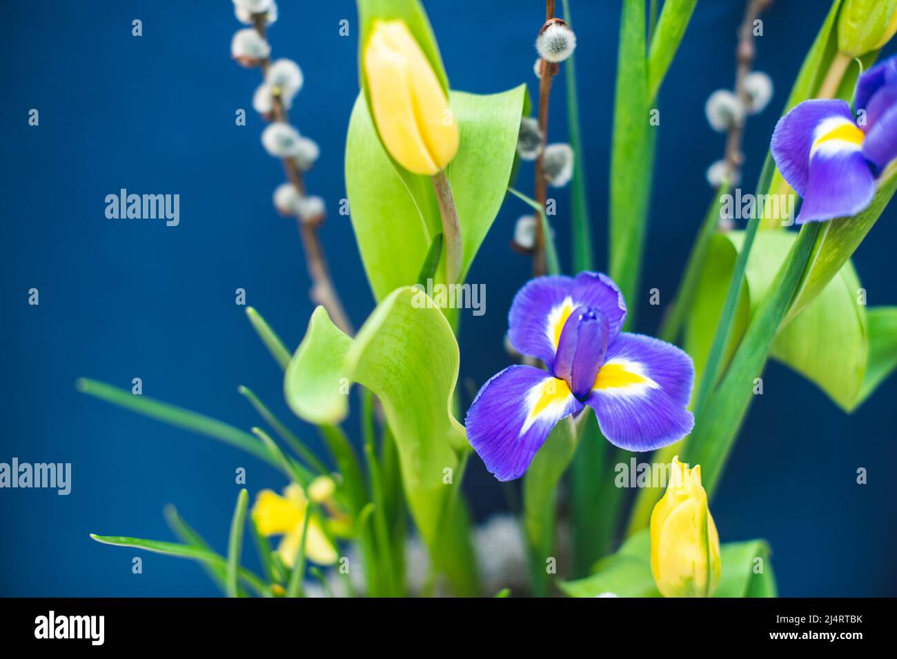 Une élégante source florale, une composition de Pâques d'iris, tulipes, jonquilles et brindilles de saule, située sur une table située contre un mur bleu à la lumière du jour Banque D'Images