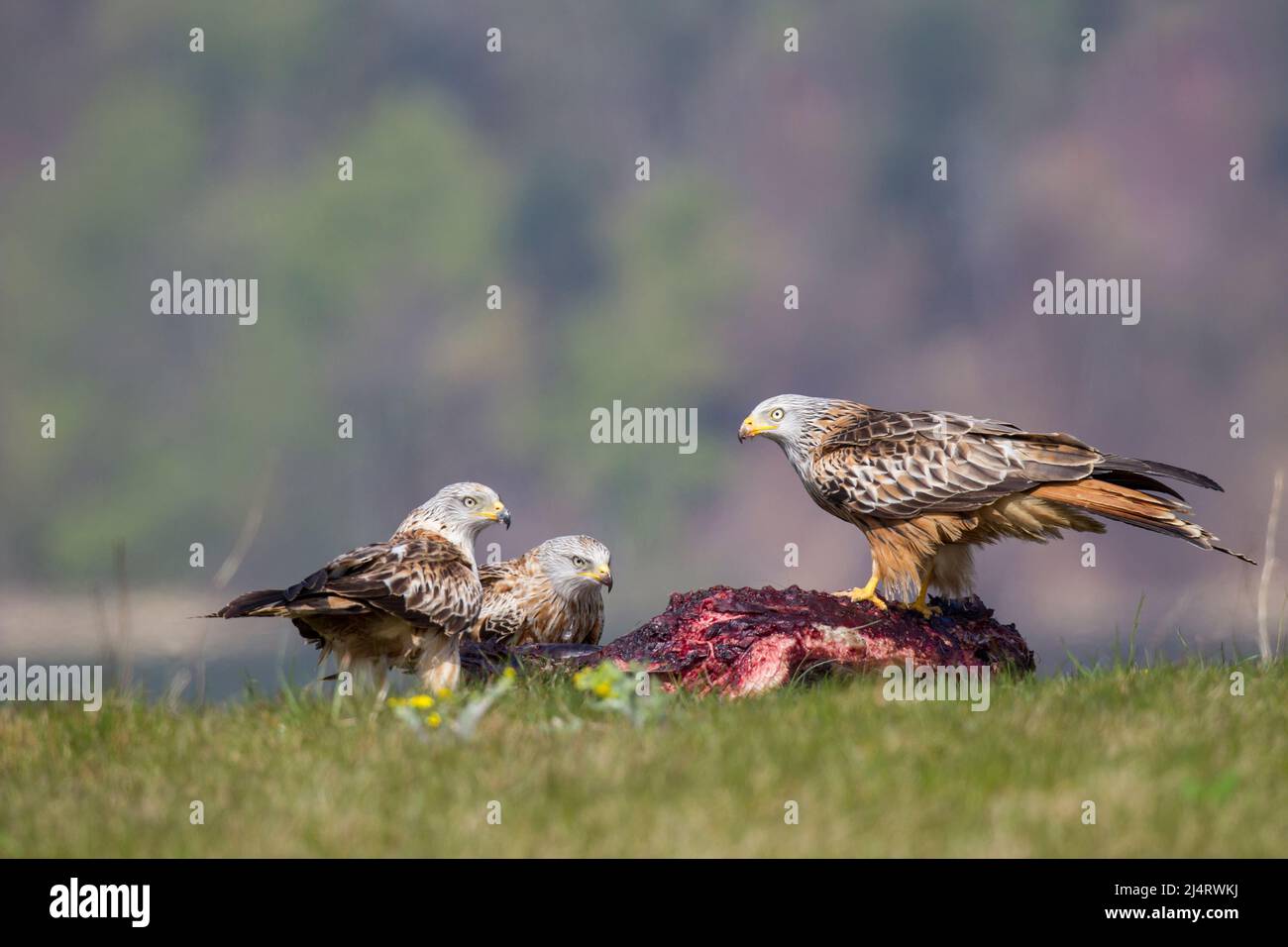 Rotmilan, cerf-volant rouge, Milvus milvus Banque D'Images