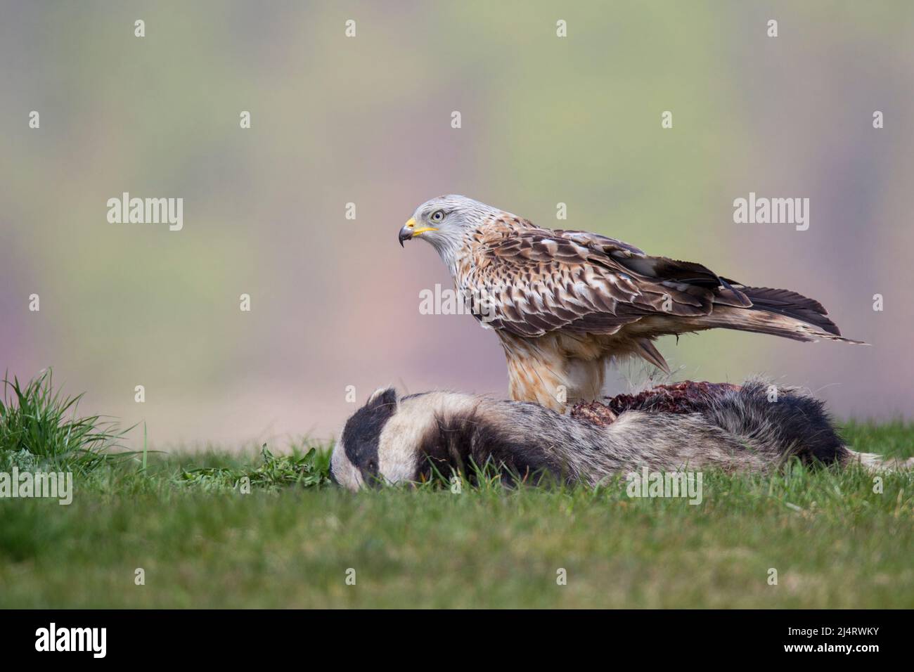 Rotmilan, cerf-volant rouge, Milvus milvus Banque D'Images