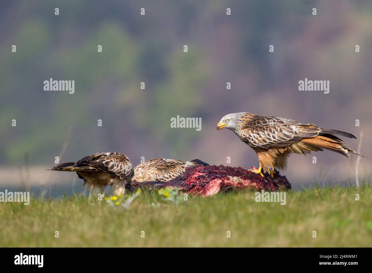 Rotmilan, cerf-volant rouge, Milvus milvus Banque D'Images
