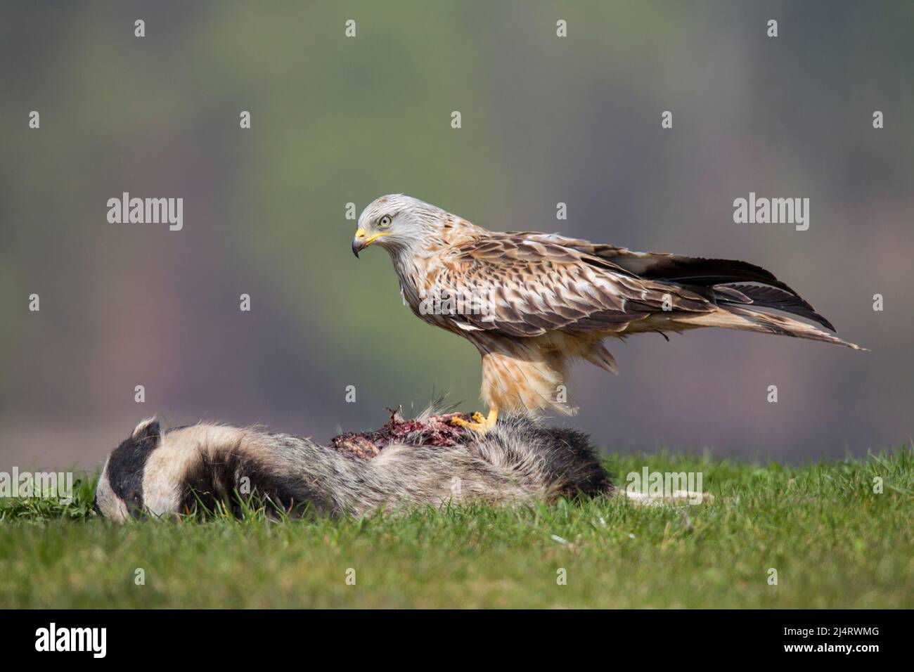 Rotmilan, cerf-volant rouge, Milvus milvus Banque D'Images