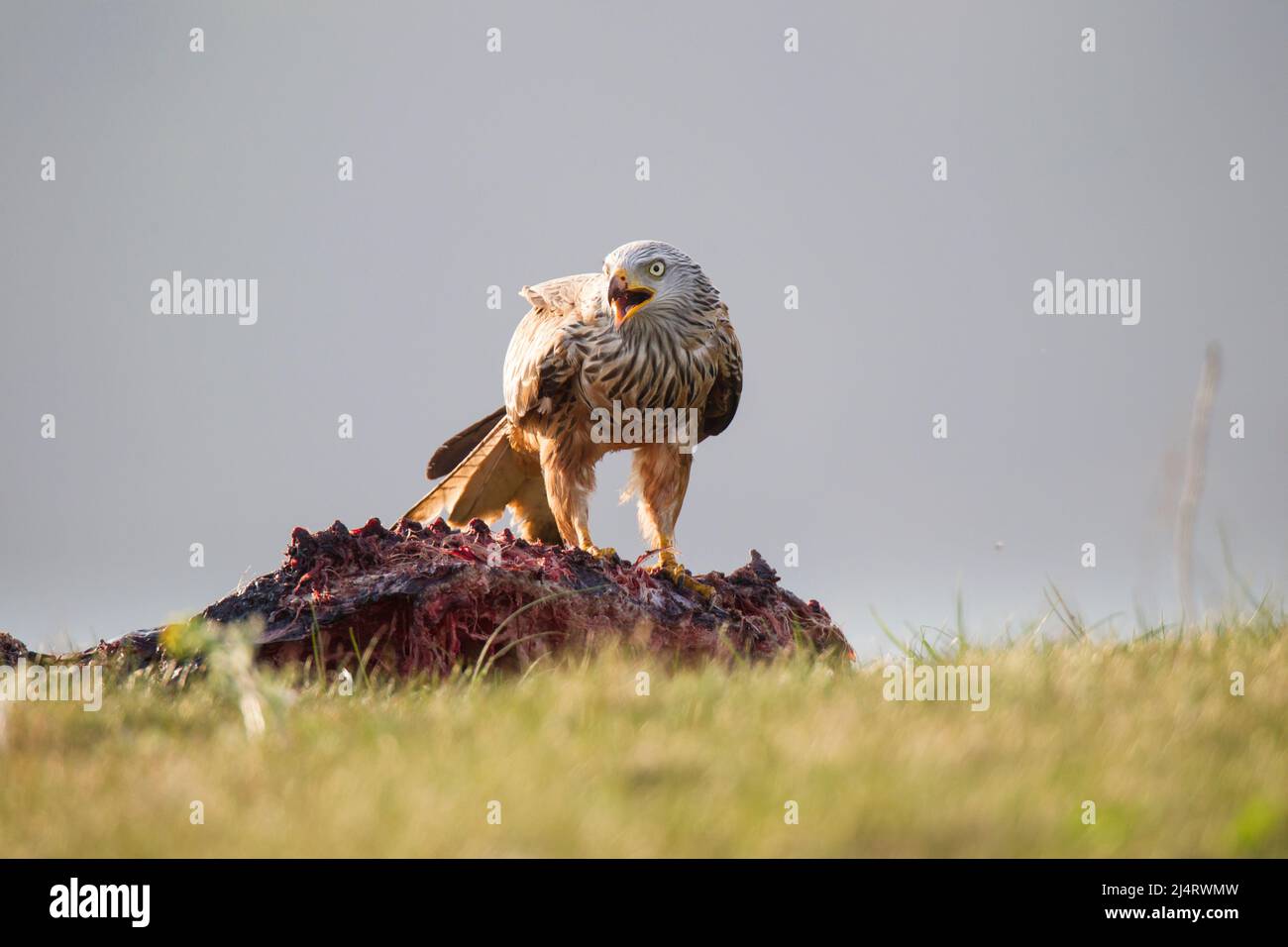 Rotmilan, cerf-volant rouge, Milvus milvus Banque D'Images