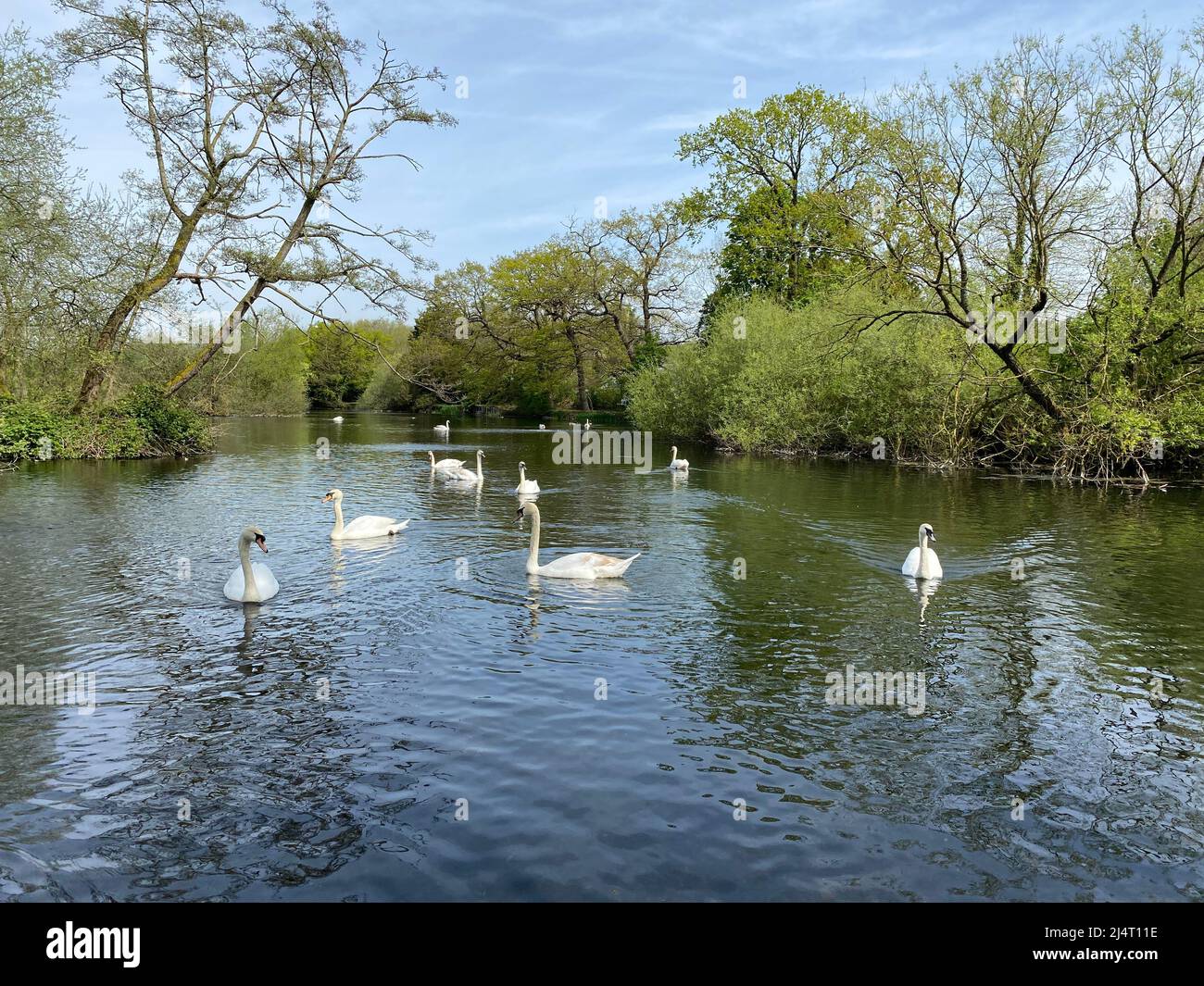 Cygnes profitant du soleil nageant dans le lac de Little Britain après un hiver froid. Banque D'Images