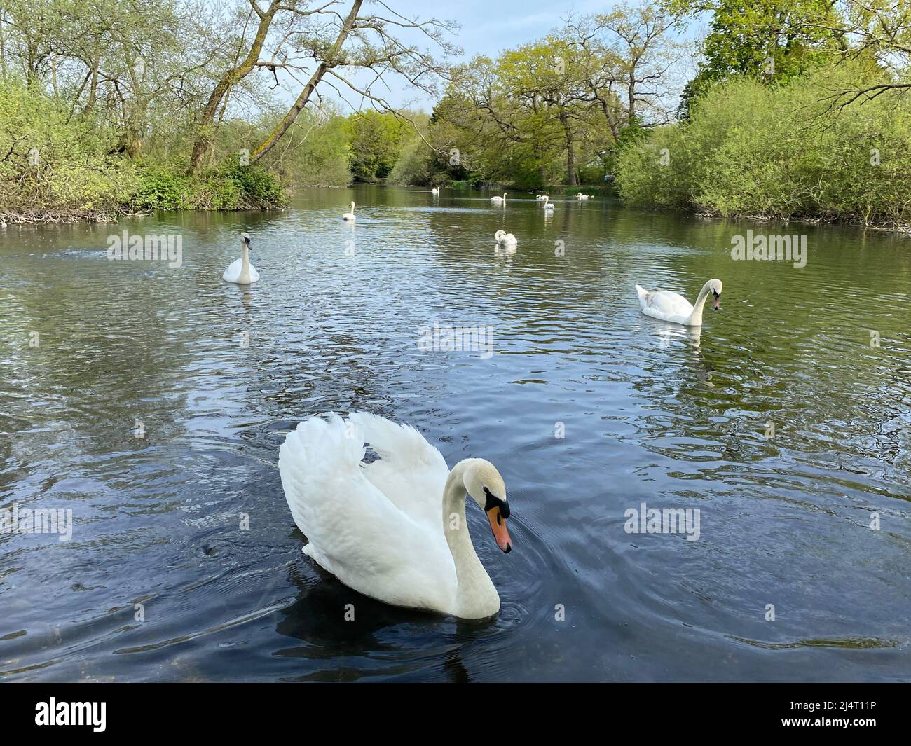 Cygnes profitant du soleil nageant dans le lac de Little Britain après un hiver froid. Banque D'Images