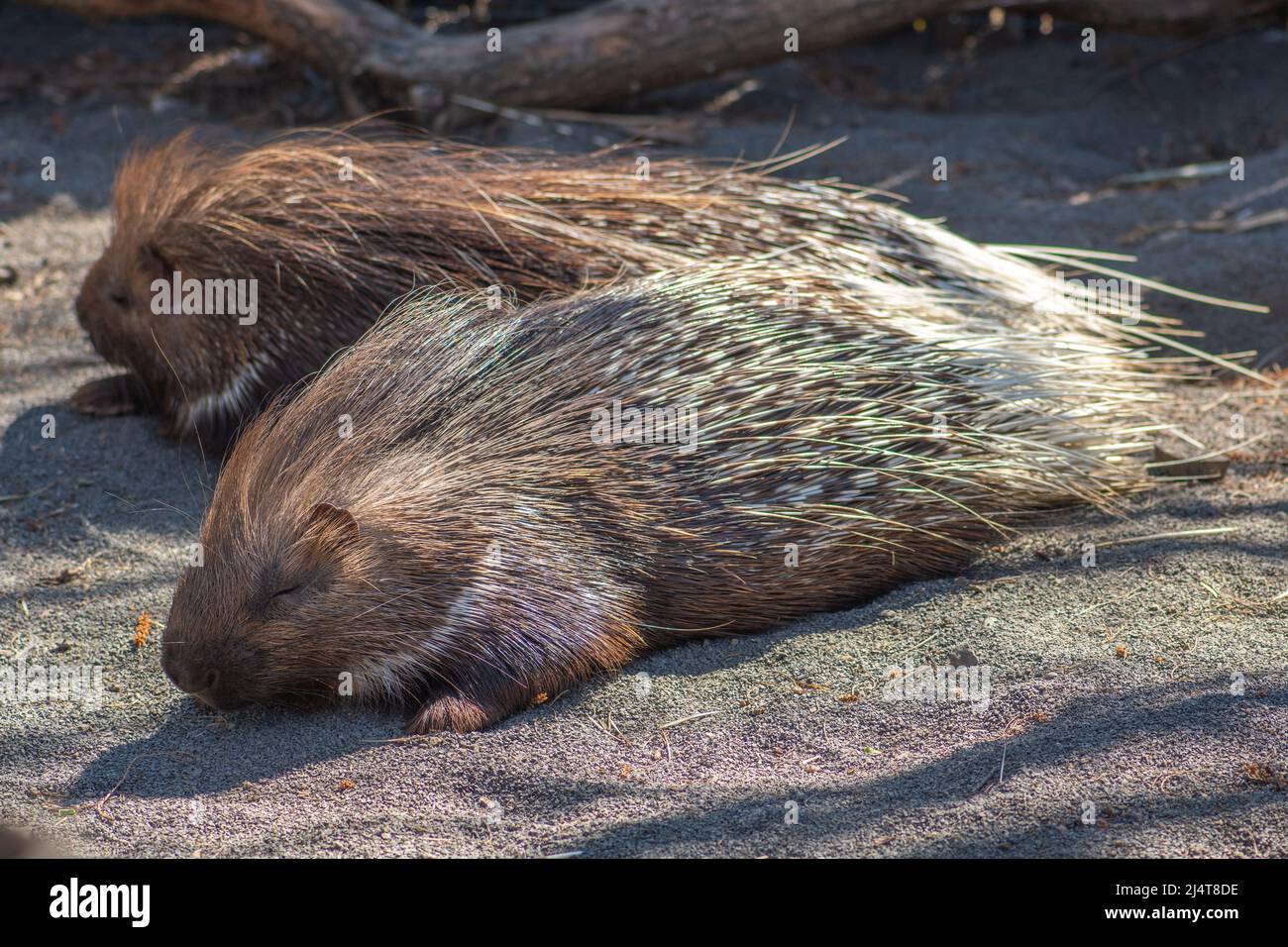 Couple de porcupines à crête indiennes, espèces de rongeurs hystricoroses indigènes de l'Asie du Sud et du Moyen-Orient Banque D'Images