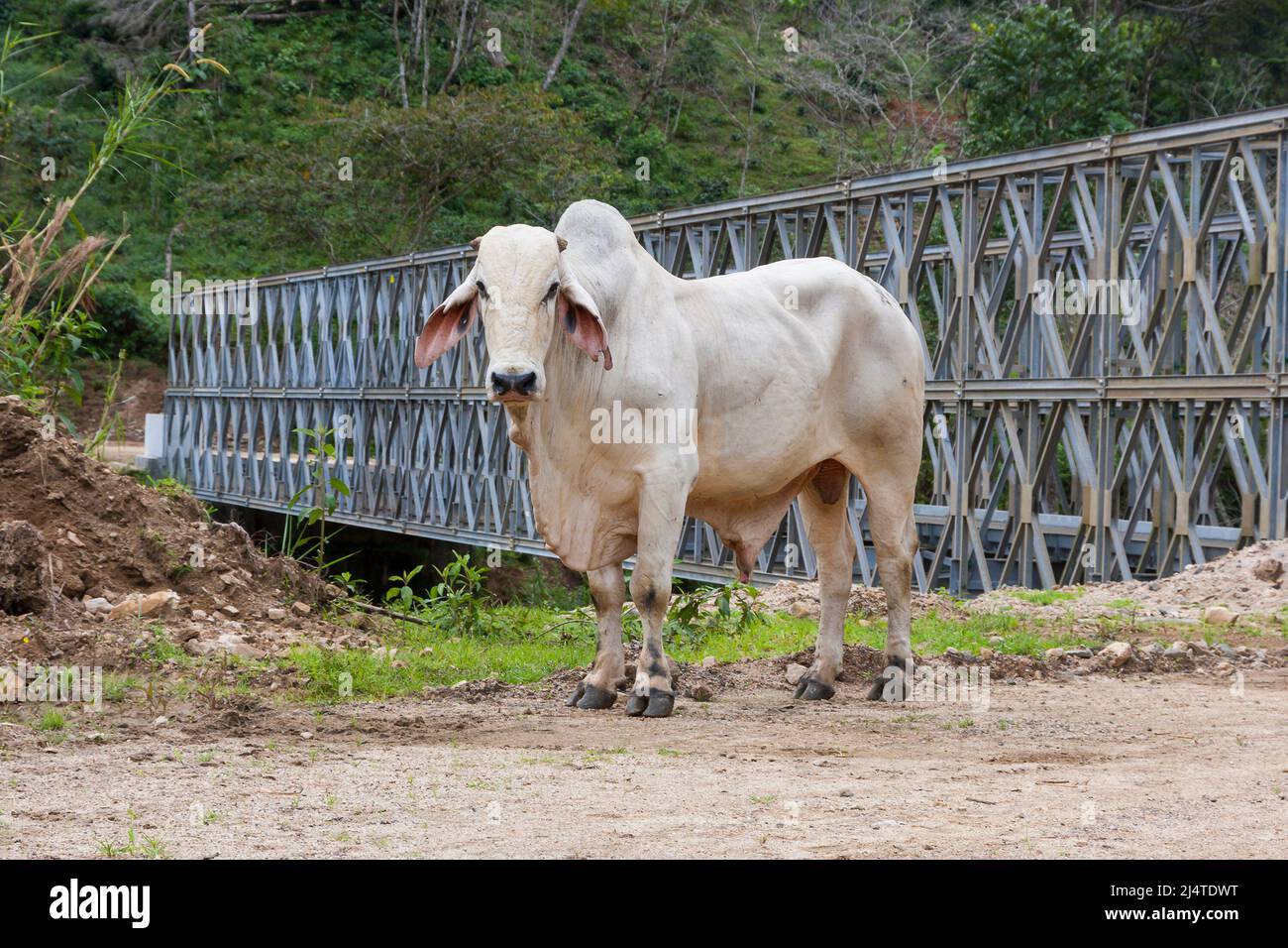 Zebu (Bos taurus indicus) est debout sur la route Banque D'Images