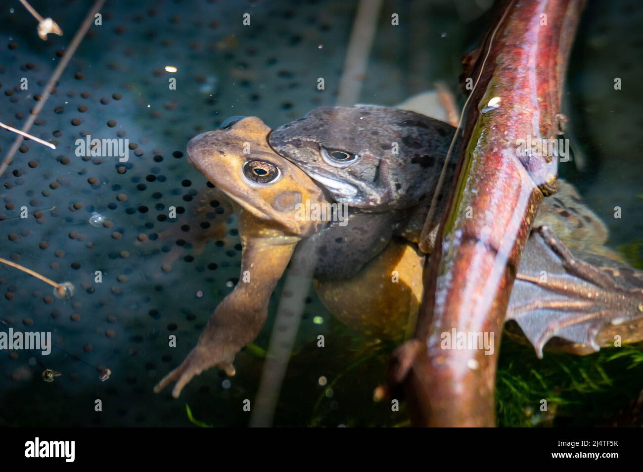 Paire de grenouilles dans un étang Banque D'Images