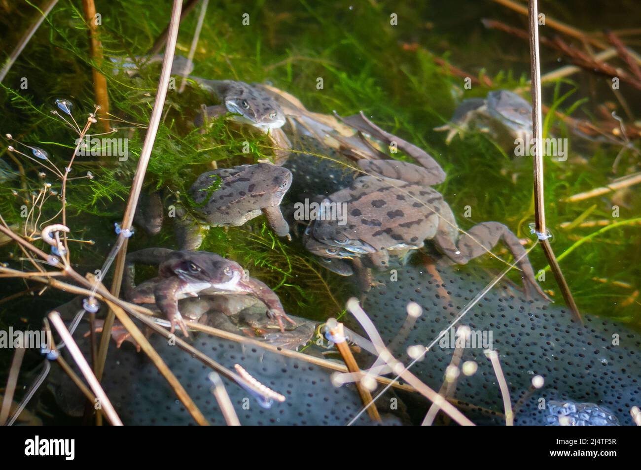 Groupe de grenouilles accouplement dans un étang Banque D'Images