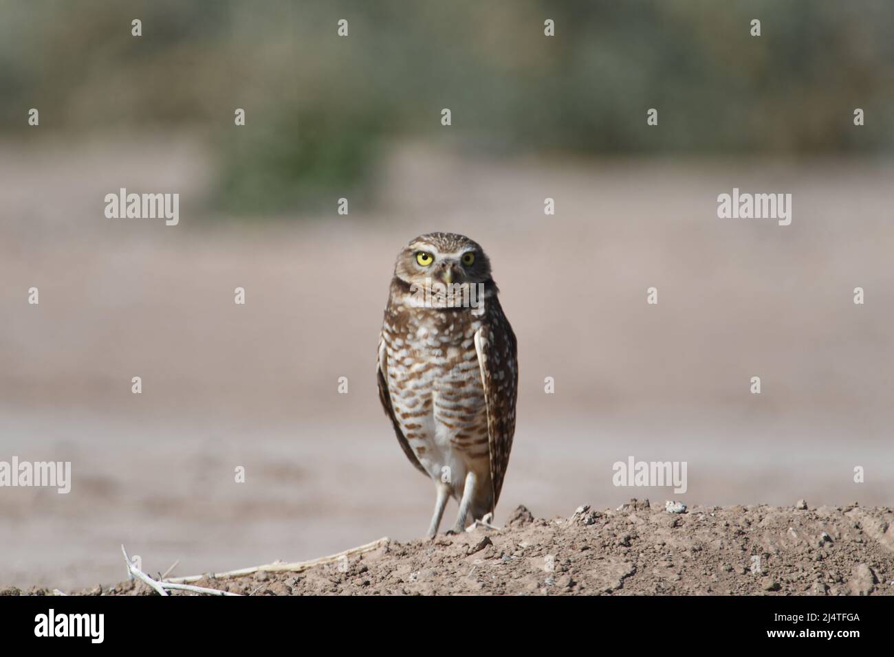La Chevêche des terriers montre près d'un champ dans la vallée impériale de la Californie Banque D'Images