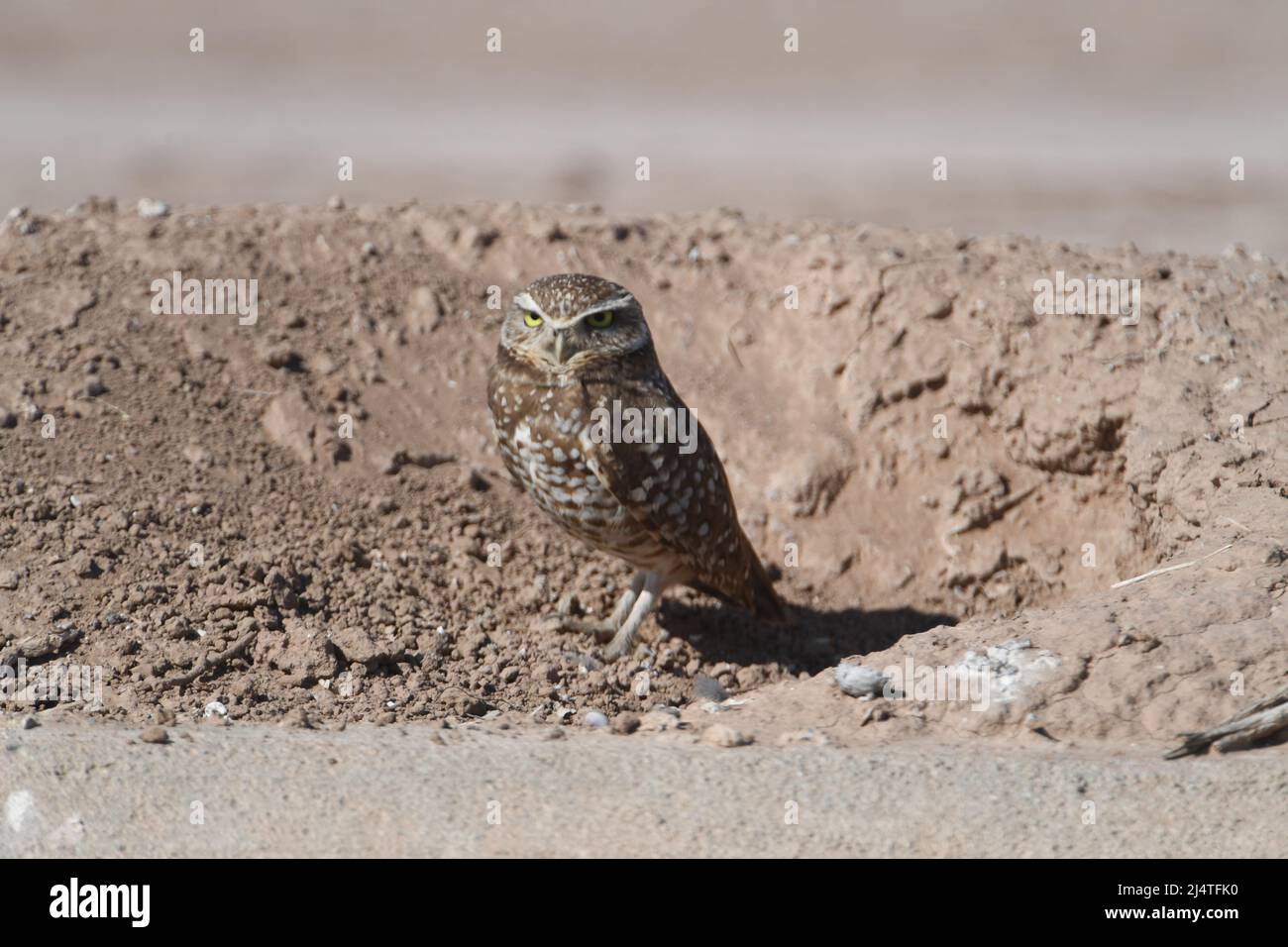 Chevêche des terriers au bord de sa terriers dans la vallée impériale de la Californie Banque D'Images