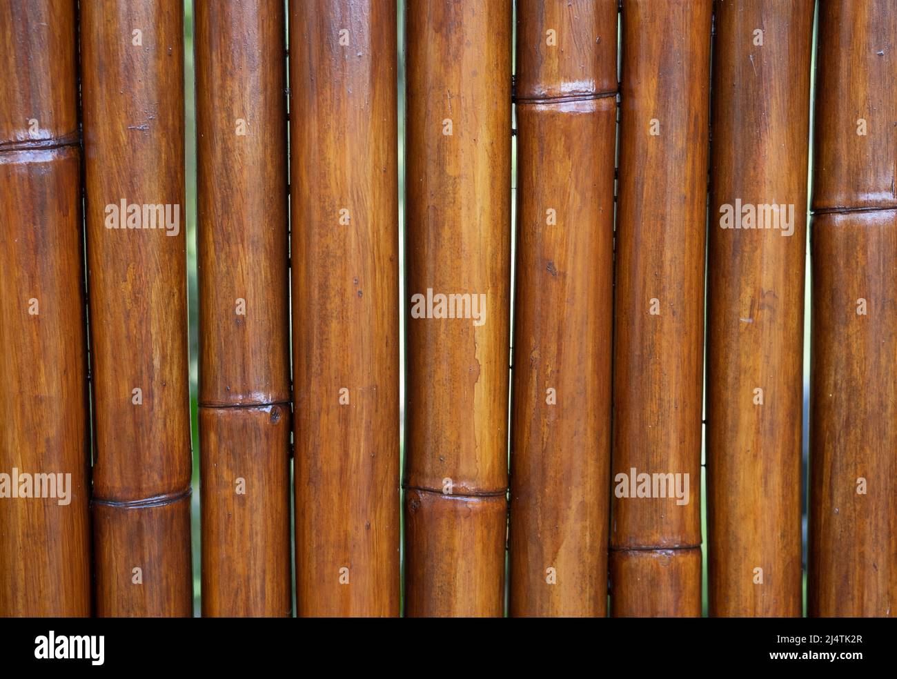 Texture de clôture en bambou séché jaune, fond de texture en bambou Banque D'Images