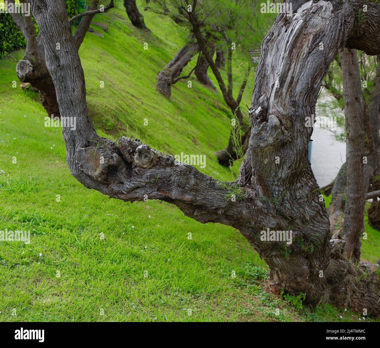 Les vieux tamarisques poussent sur une pente herbeuse dans les jardins à côté des plages de Sardinero Santander Cantabria Espagne Banque D'Images