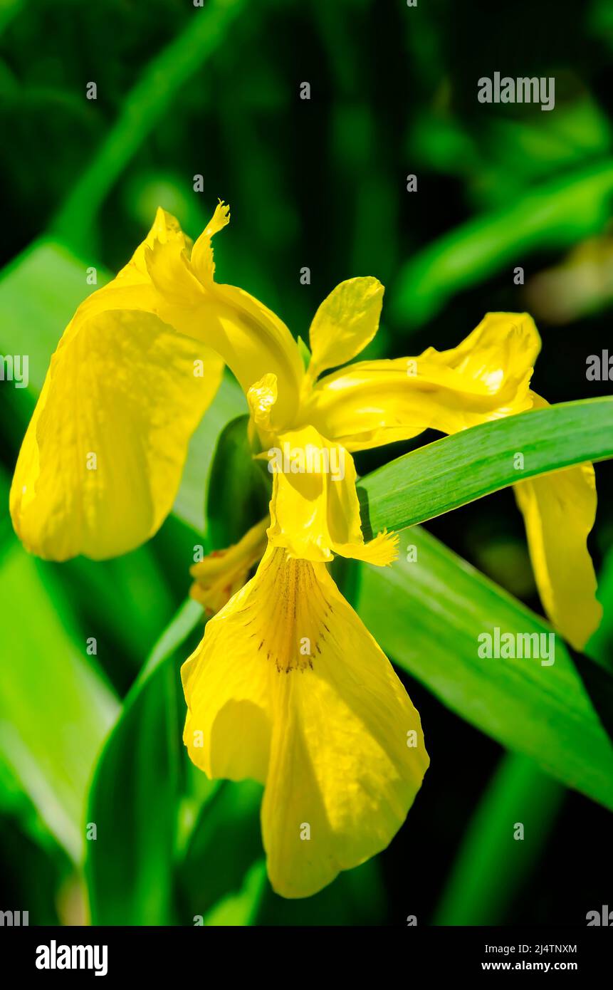 Le drapeau jaune Iris (Iris pseudacorus) est photographié dans un jardin, le 15 avril 2022, à Mobile, Alabama. Banque D'Images