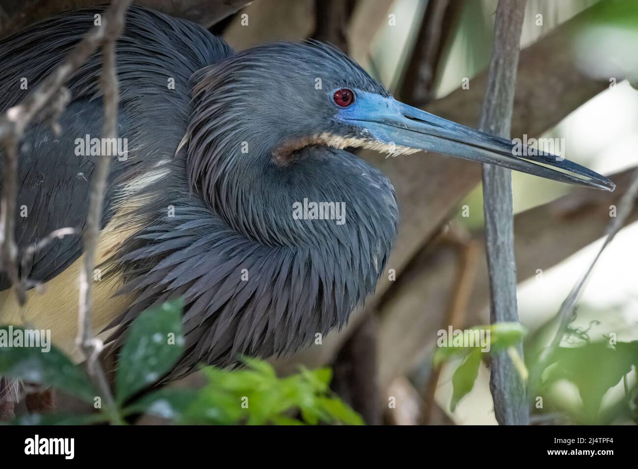 Héron tricolore (Egretta tricolor) nichant sur l'île Anastasia à St. Augustine, Floride. (ÉTATS-UNIS) Banque D'Images