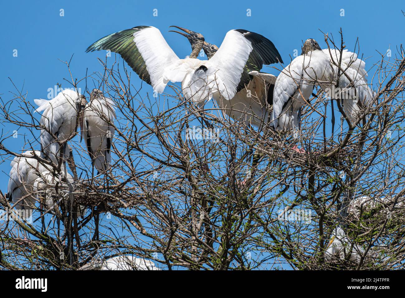 Colonie de cigognes de bois (Mycteria americana) à la colonie de croquettes d'oiseaux de la ferme des alligators de St. Augustine, sur l'île Anastasia, à St. Augustine, en Floride. (ÉTATS-UNIS) Banque D'Images