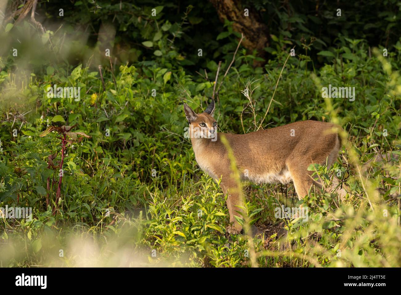 Caracal en Tanzanie Banque D'Images