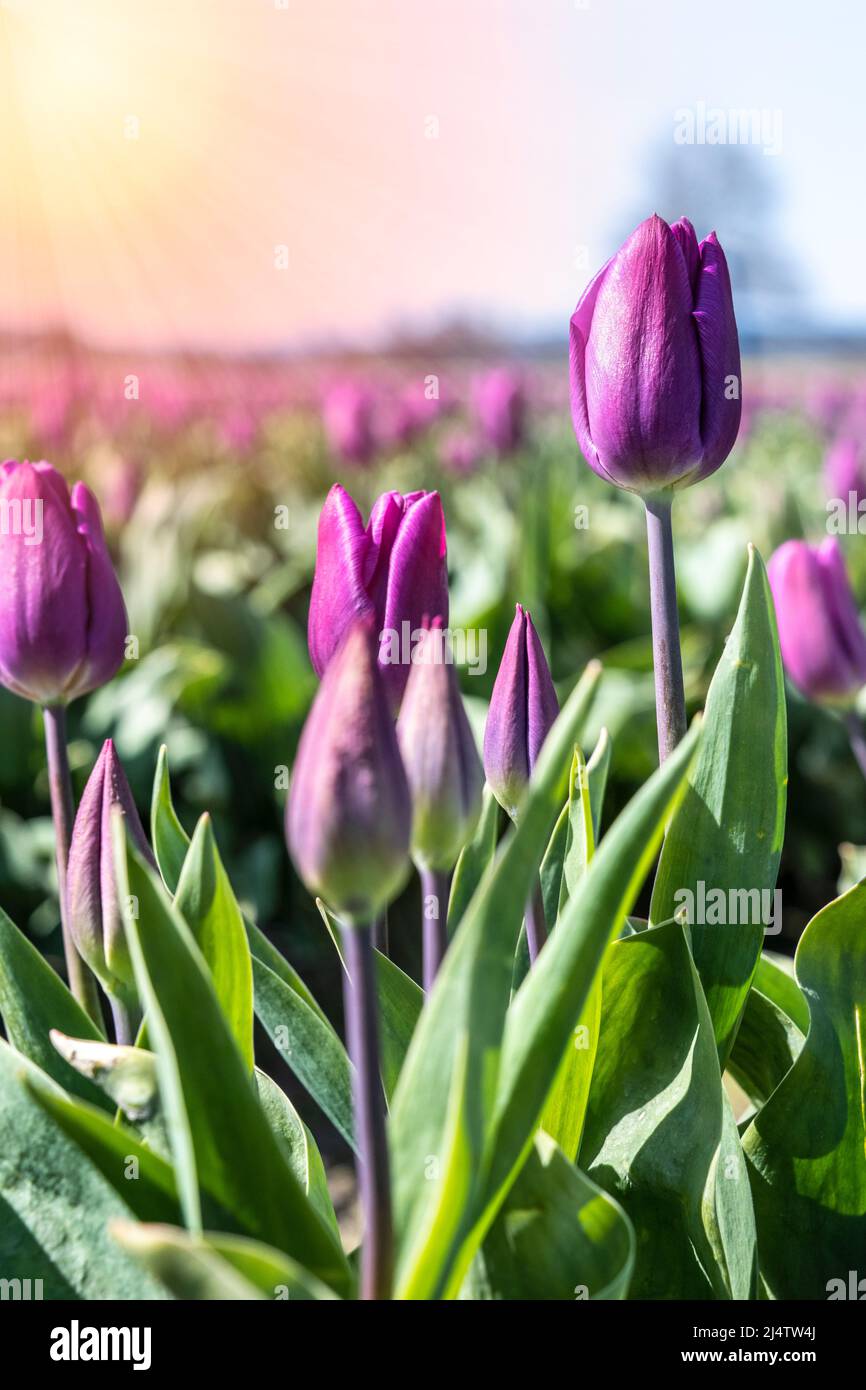 Tulipes violettes dans un domaine de tulipes dans le comté de Skagi, Washington, Etats-Unis Banque D'Images