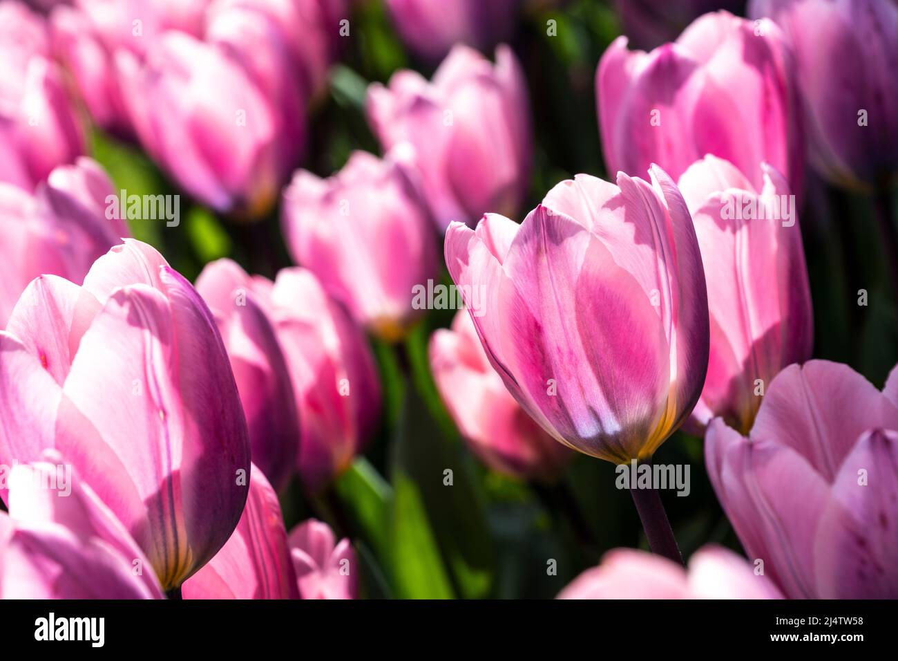 Grappe de tulipes roses Banque D'Images