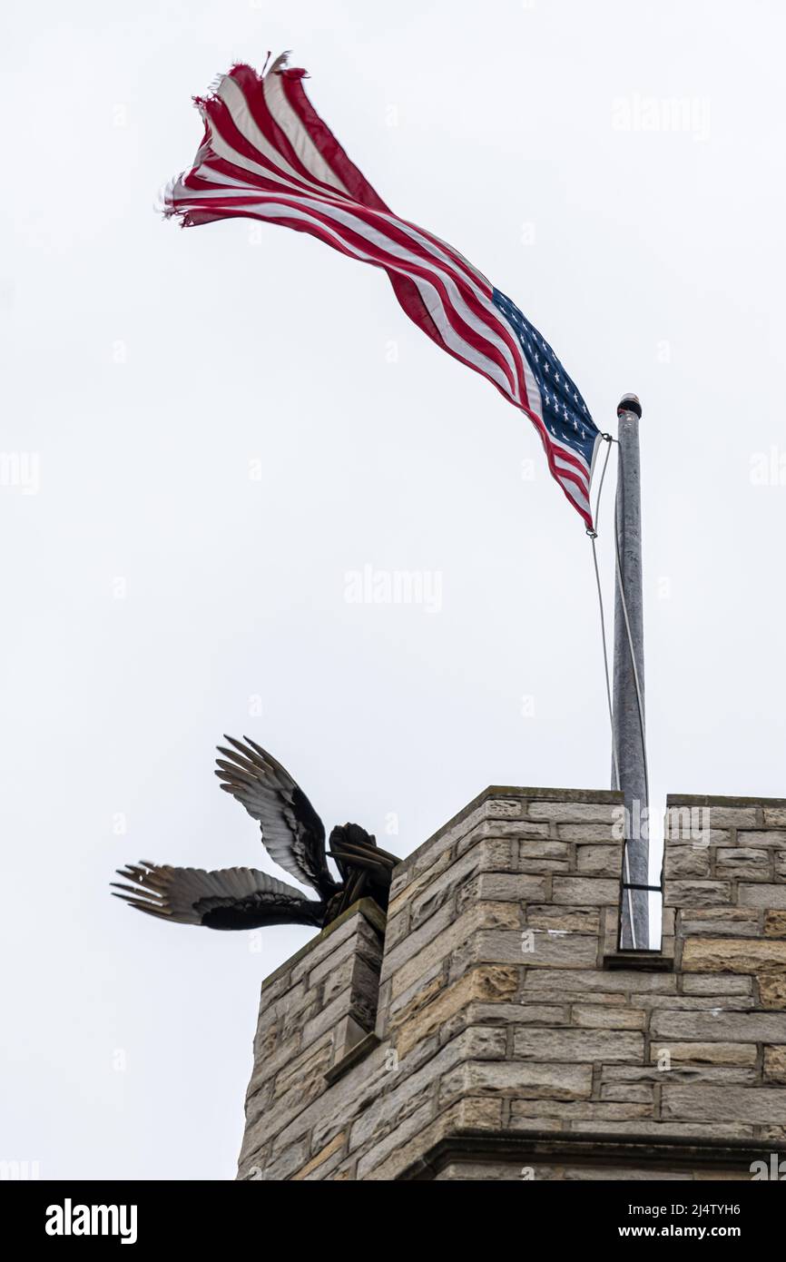 Turkey vautours (Cathartes aura) se contournant sous un drapeau agitant au sommet de la tour Bell des Patriots nationaux à la chapelle Washington Memorial Chapel à Valley Forge, PA. Banque D'Images
