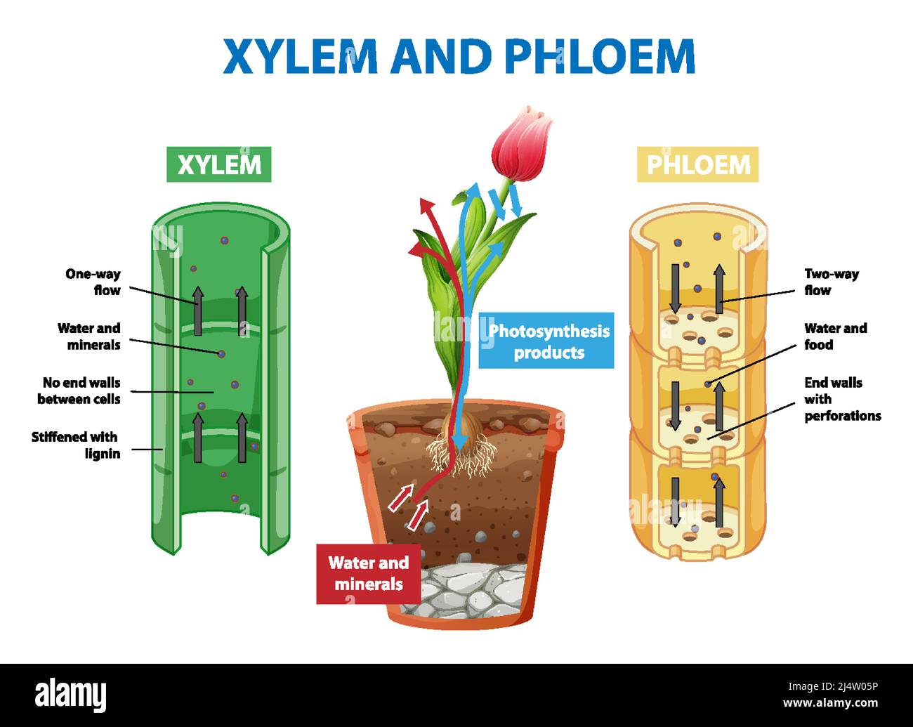 Schéma illustrant le xylème et le phloème dans l'illustration de la plante Illustration de Vecteur