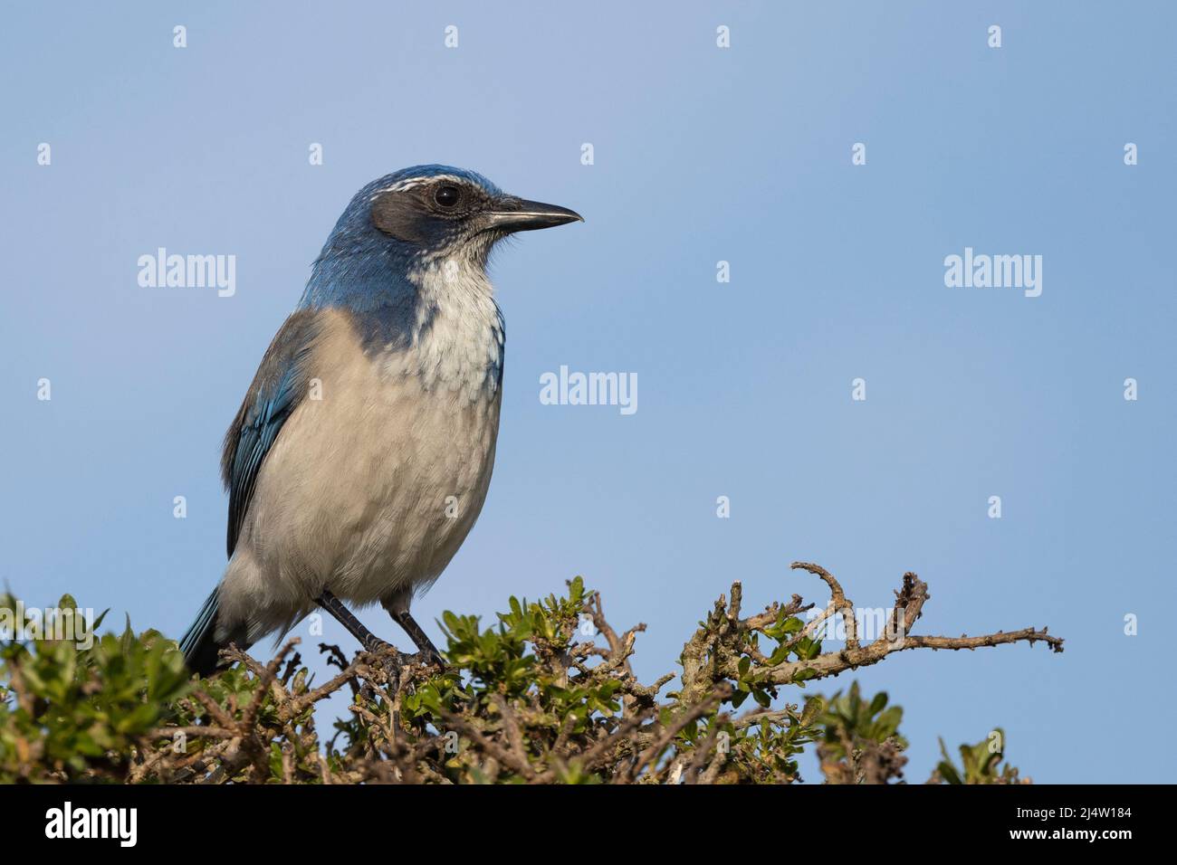 California Scrub Jay, Aphelocalicoma fornica Banque D'Images
