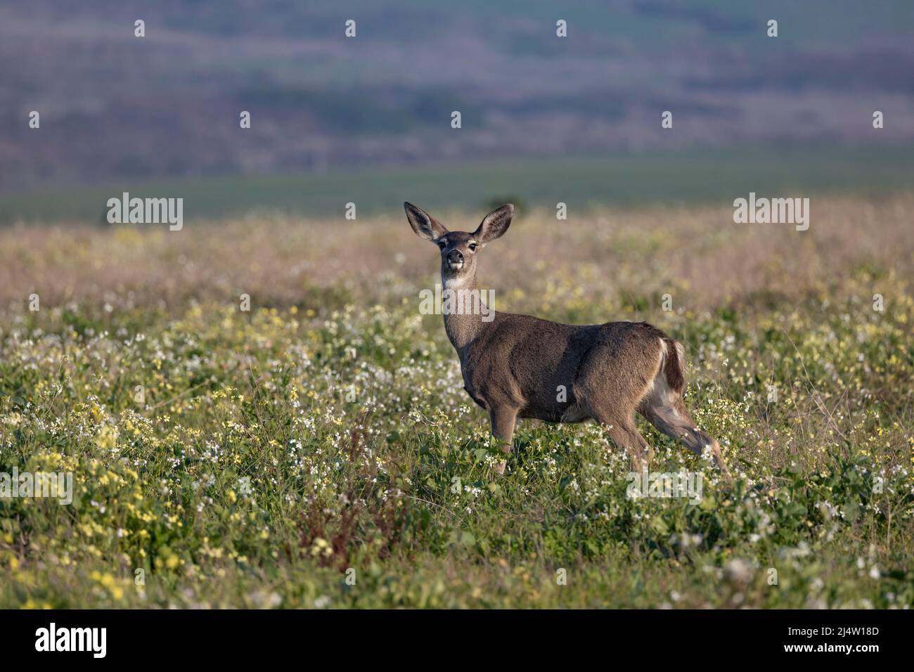 Cerf de Virginie en Californie Banque D'Images