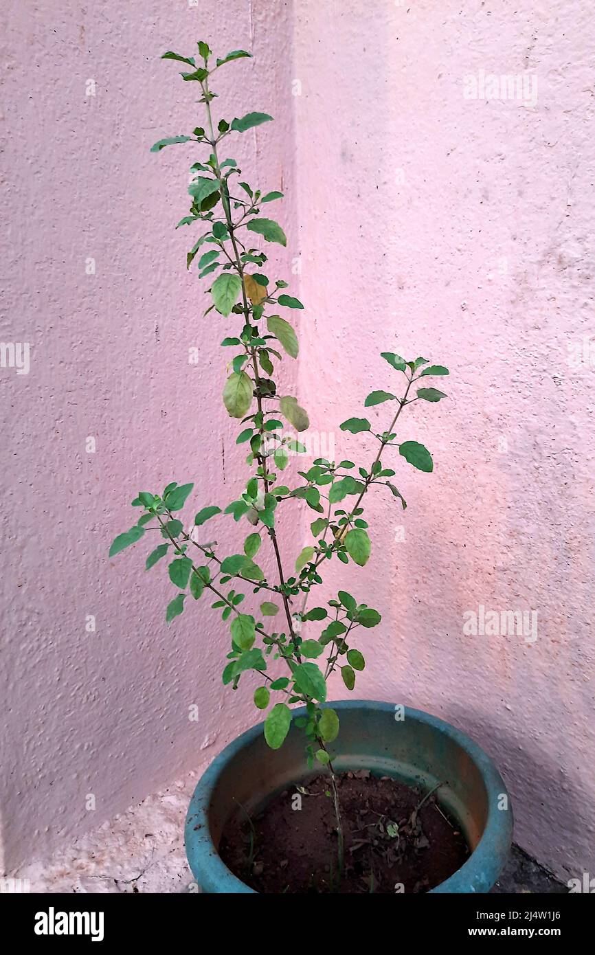 Croissance de la plante de basilic Saint multi-ramifiée avec des feuilles vertes dans le pot Banque D'Images