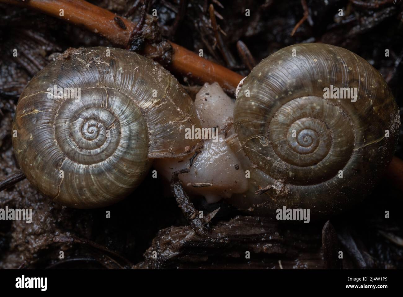 Photo macro d'une paire d'escargots de Californie (Haplotrema minimum), les escargots sont considérés comme menacés et sont endémiques à la Californie. Banque D'Images