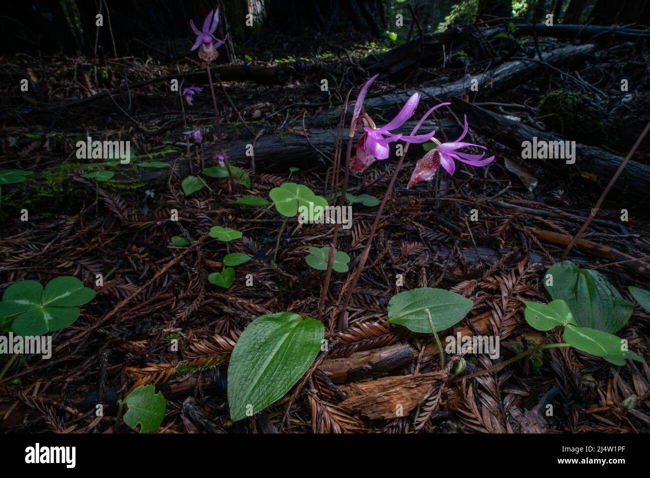 L'orchidée de la fée (Calypso bulbosa) fleurit et fleurit sur le sol de la forêt de séquoias en Californie du Nord, aux États-Unis, en Amérique du Nord. Banque D'Images